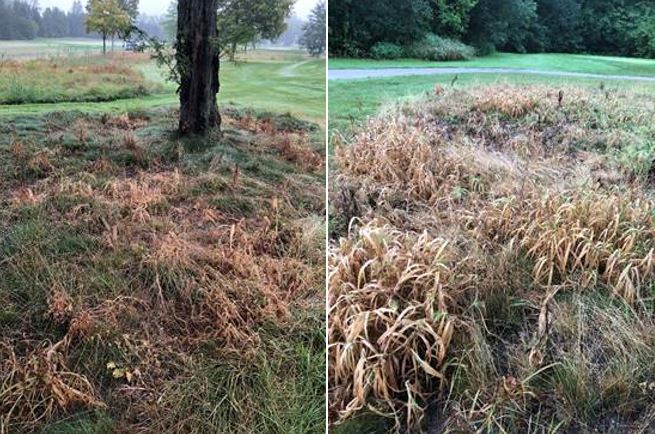 native areas on a golf course